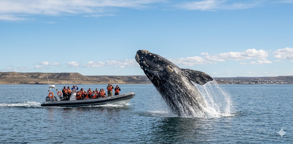 A Southern Right Whale breaching the water near Puerto Madryn.